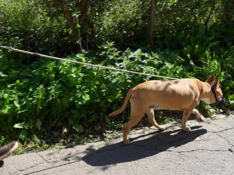 La Ville de Liège modifie son règlement sur les chiens dangereux 