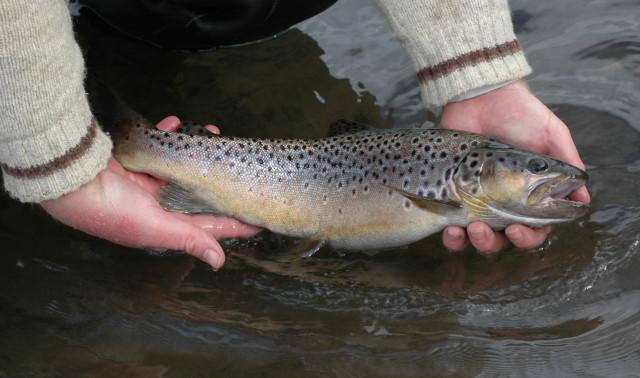 Ouverture de la pêche à la truite ce samedi 18 mars