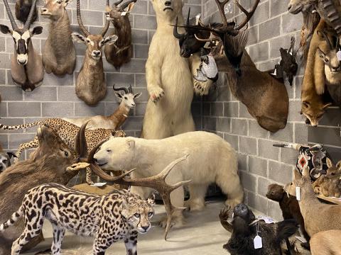 Redonner vie aux animaux par la taxidermie 