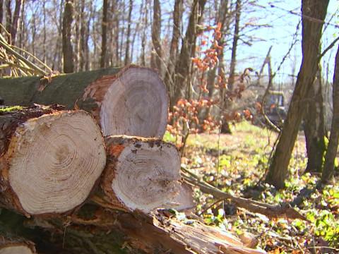 Seraing : un abattage d'arbres interpelle des riverains 
