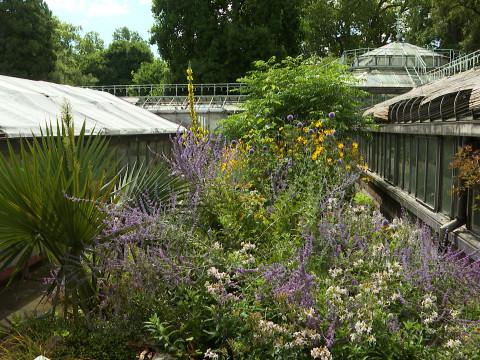 Serres du Jardin Botanique : suivez le guide 