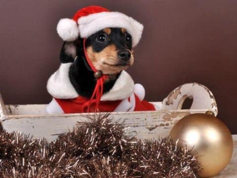 Un concours photo des plus beaux chiens et chats "de Noël" à Ans et Awans