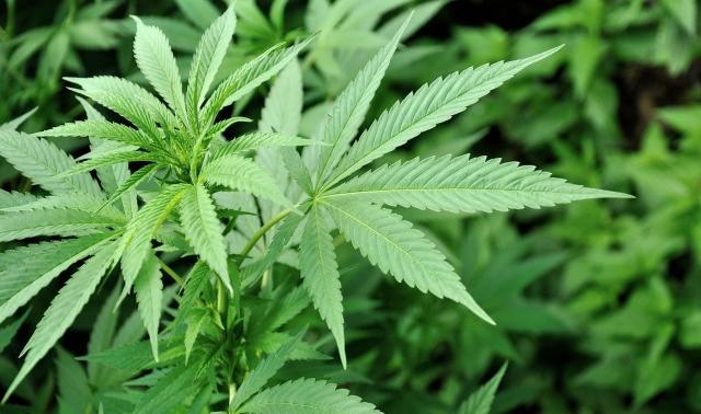 Visé : découverte d'une importante plantation de cannabis