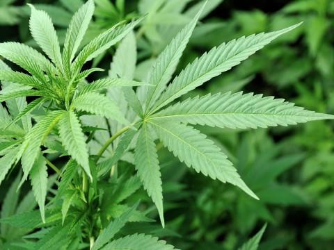 Visé : découverte d'une importante plantation de cannabis