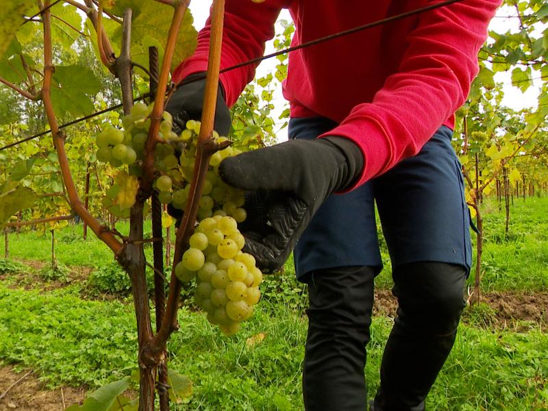 Premières vendanges de VivArdent