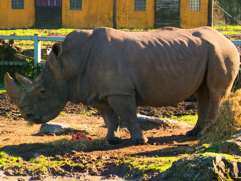 Rhinocéros et capybaras à Aywaille