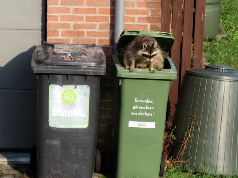 De plus en plus de ratons laveurs dans nos jardins.