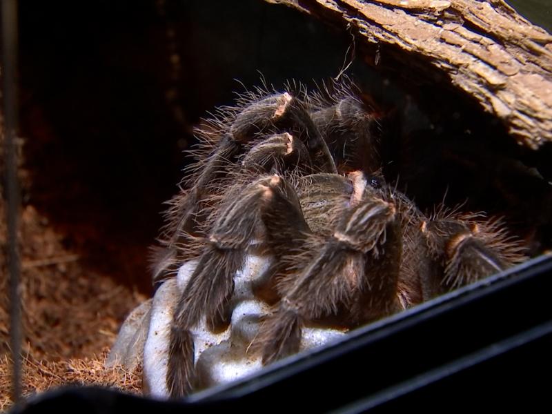Journée mondiale de l'araignée : Hexapoda présente 2 nouveaux specimens