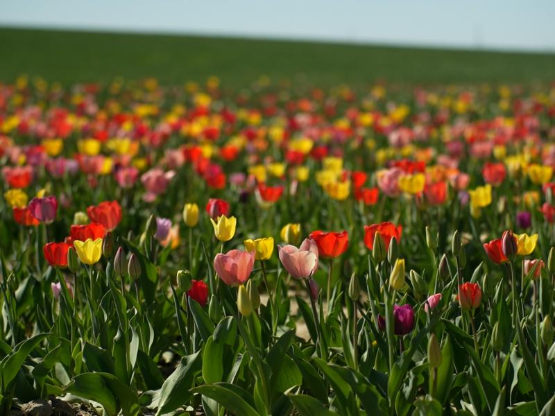 En ce début de printemps, pourquoi ne pas aller couper ses fleurs soi-même ?
