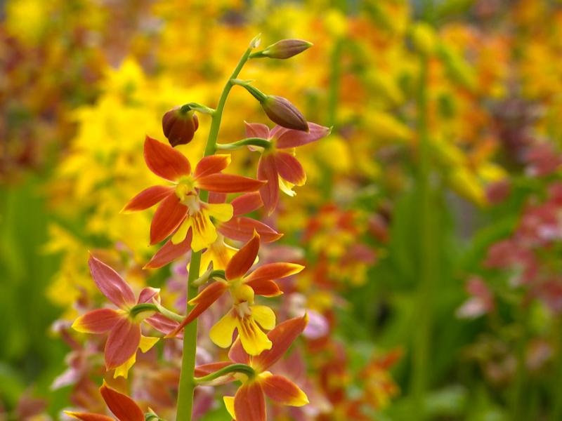 Hortidécouvertes ce week-end