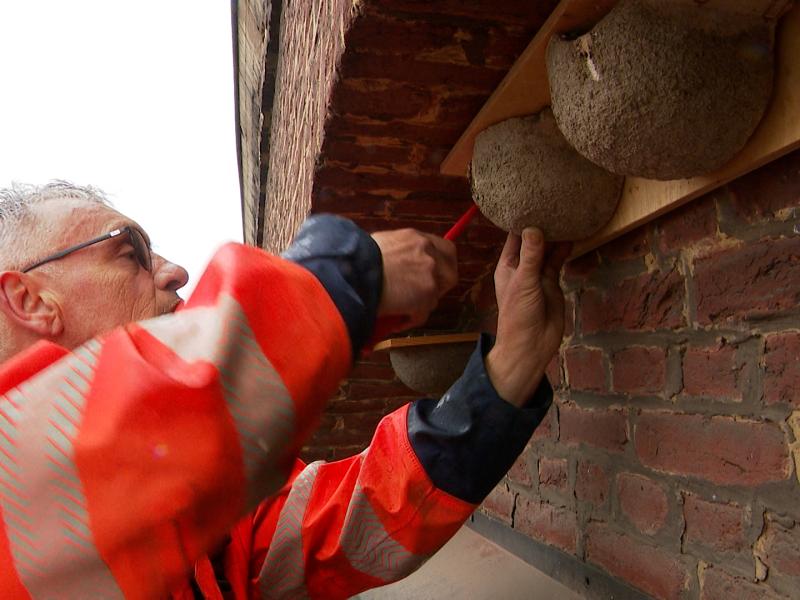 A Liège, on se prépare au retour des hirondelles de fenêtre