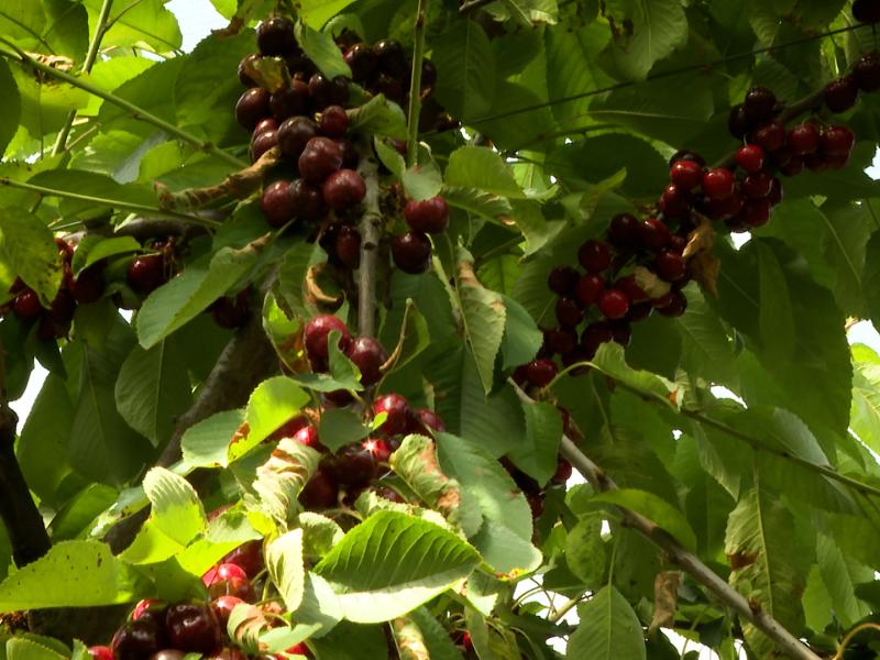 La saison des cerises a démarré avec 15 jours d'avance
