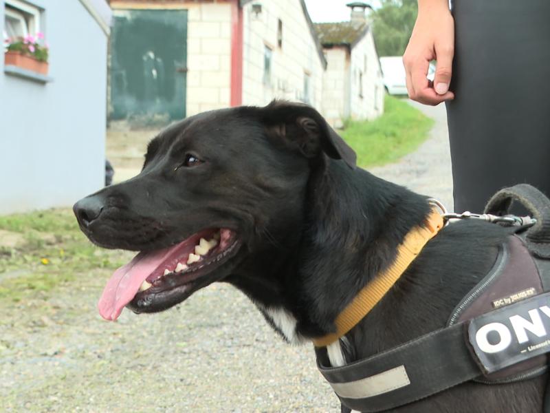 Refuge pour animaux : Animal Sans Logis