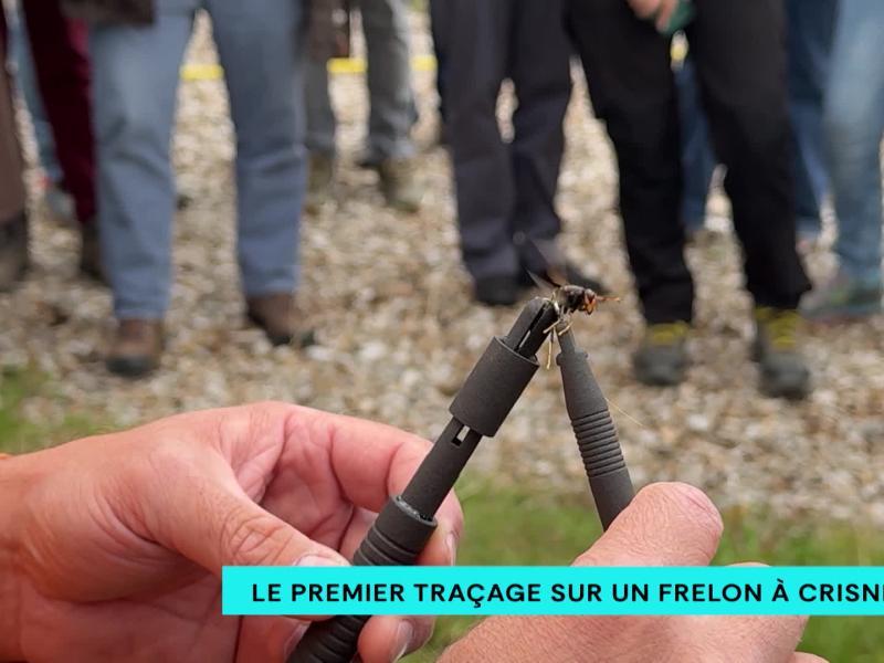 Le premier traçage GPS sur un frelon à Crisnée