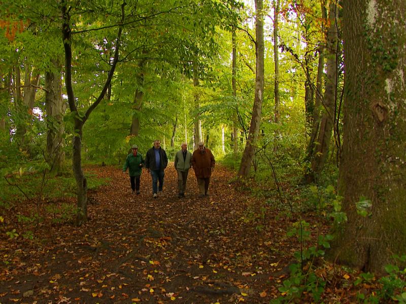 Une coupe d'arbres contestée au Bois des Chevreuils à Tilff