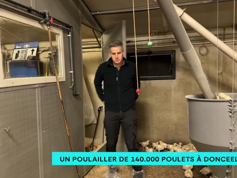 Un poulailler de 140.000 poulets à Donceel ?