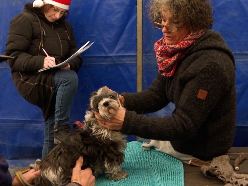 Resto du Coeur : un Noël solidaire pour tous, même les animaux