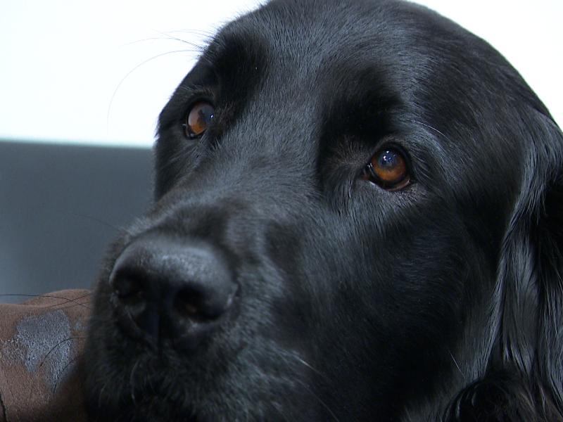 Un chien d'assistance judiciaire vient renforcer la zone de police Beyne-Fléron-Soumagne