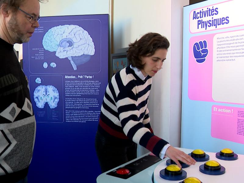 Une exposition sur le cerveau à la Maison de la Science