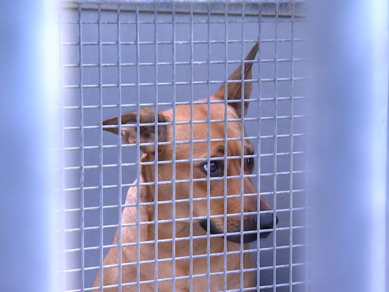 La crise financière impacte les refuges animaliers