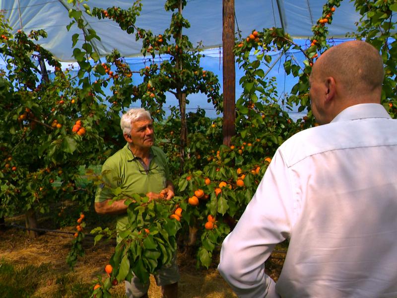 Bientôt la récolte des abricots wallons