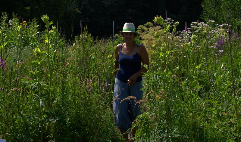 Journées Fermes Ouvertes : fleurs sauvages et jardin durable