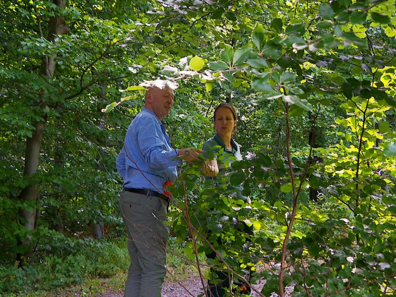 Des forêts adaptées aux changements climatiques