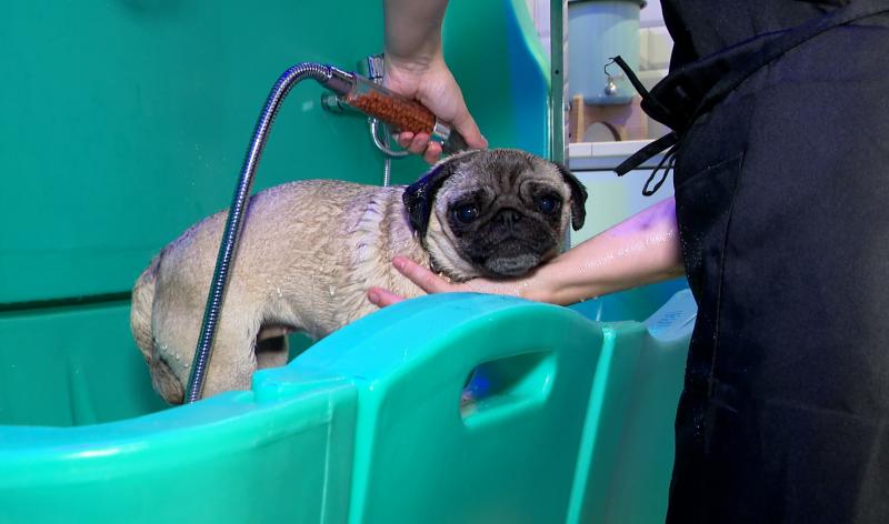 Niche Ta Mère: un dog wash en plein centre-ville