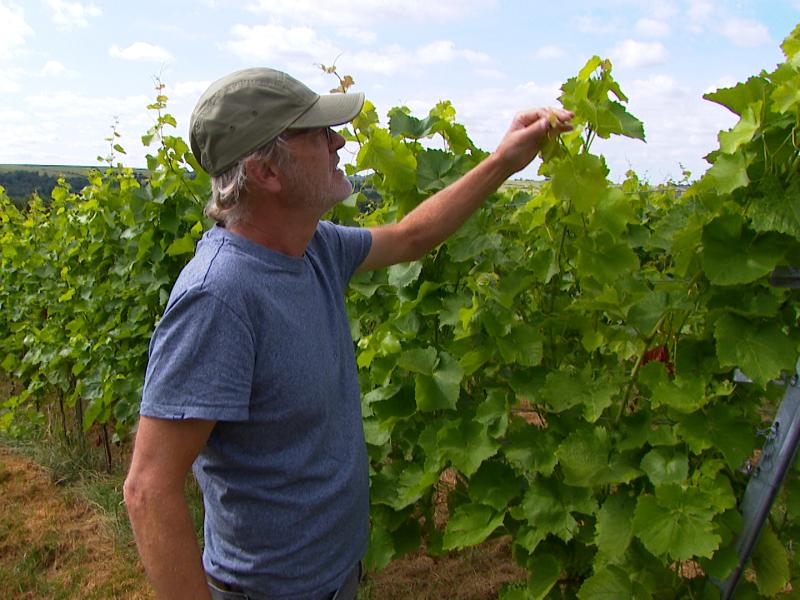 Sécheresse : entre défis et opportunités pour les vignes de la région