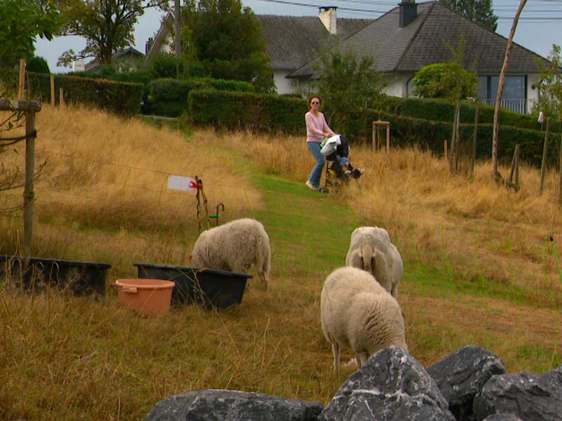 À Chaudfontaine, les moutons remplacent les tondeuses