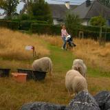 À Chaudfontaine, les moutons remplacent les tondeuses