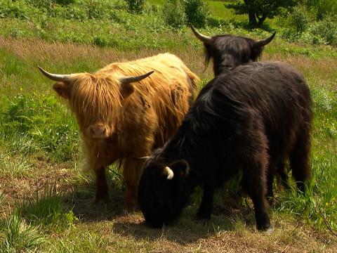  Des vaches Highland sur la Lande de Streupas.