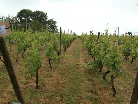À Flémalle, on apprendra bientôt à devenir vigneron