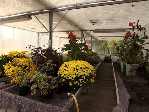 "Wallonie en fleurs" : la biodiversité, une priorité pour Visé, Waremme, Crisnée, Neupré et Oreye