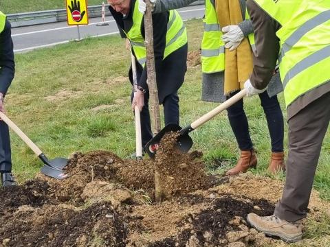 100.000 arbres le long des routes wallonnes 