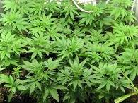 Une culture de 400 plants de cannabis mise au jour à Seraing
