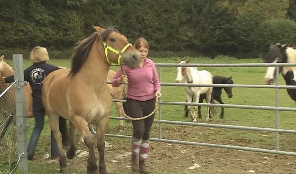 L'asbl Hippopassion fête ses 20 ans 