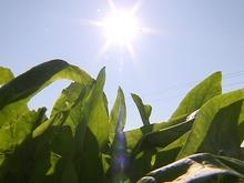 Les tendances prédisent un été plus chaud et plus sec que la moyenne