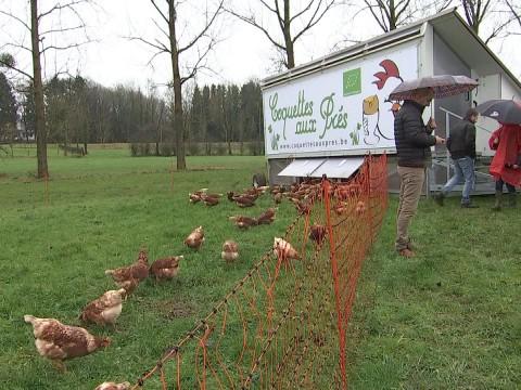 Sprimont : un poulailler mobile accueillant 200 poules
