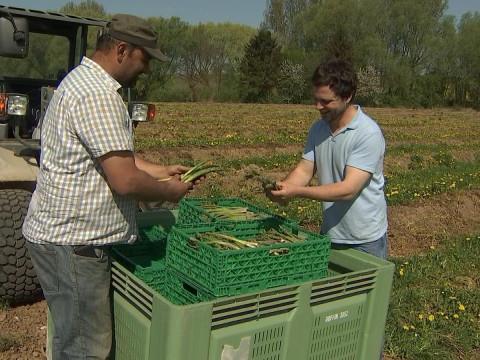 Démarrage en force pour les asperges