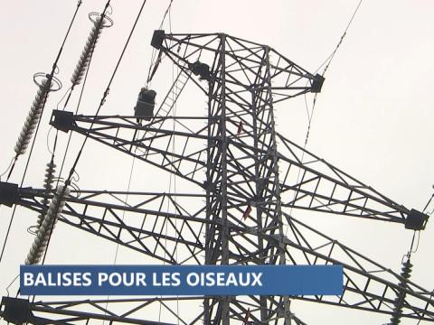 Protection des oiseaux : des balises sur les câbles électriques