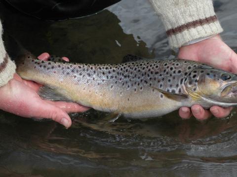 Pas d'ouverture de la pêche ce 21 mars 