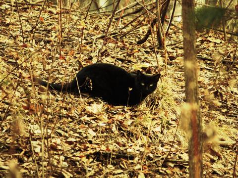 Une campagne de stérilisation pour les chats errants d'Awans
