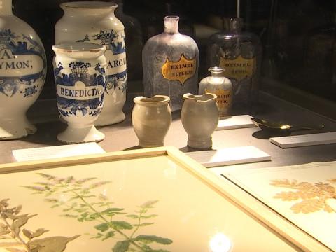 Les secrets de botanique liégeois à l'archéoforum