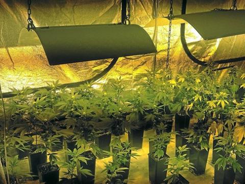 Flémalle : des centaines de plants de cannabis découverts 