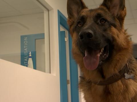 Protégez vos animaux des fortes chaleurs 