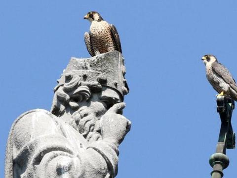 Bientôt deux bébés faucons pèlerins à la collégiale St-Martin 