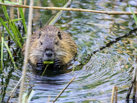 Chaudfontaine : cohabitation entre castors et arbres remarquables