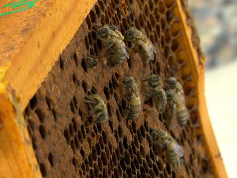 Des apiculteurs "traquent" la plus grande menace pour les abeilles