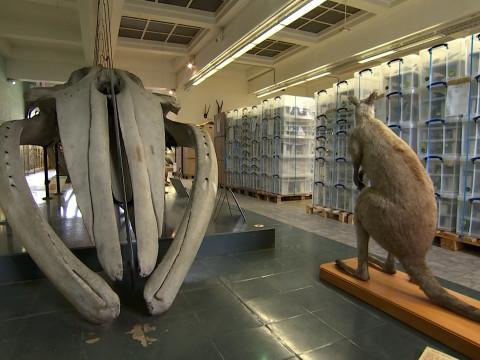 25 000 spécimens mis en boîte au Musée de Zoologie
